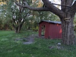 3 Backyard.JPG