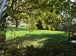 2 Backyard.JPG